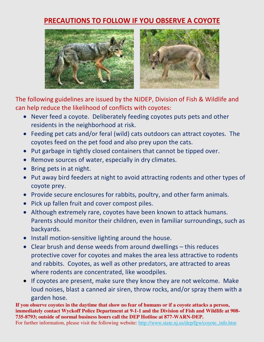 Coyote Precautions and Awareness Tips