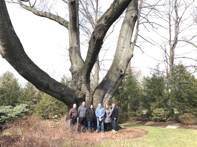 Largest Tree in Wyckoff