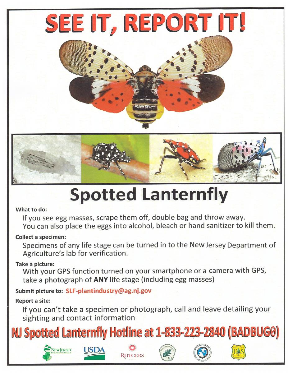 See it Report it - Spotted Lanternfly