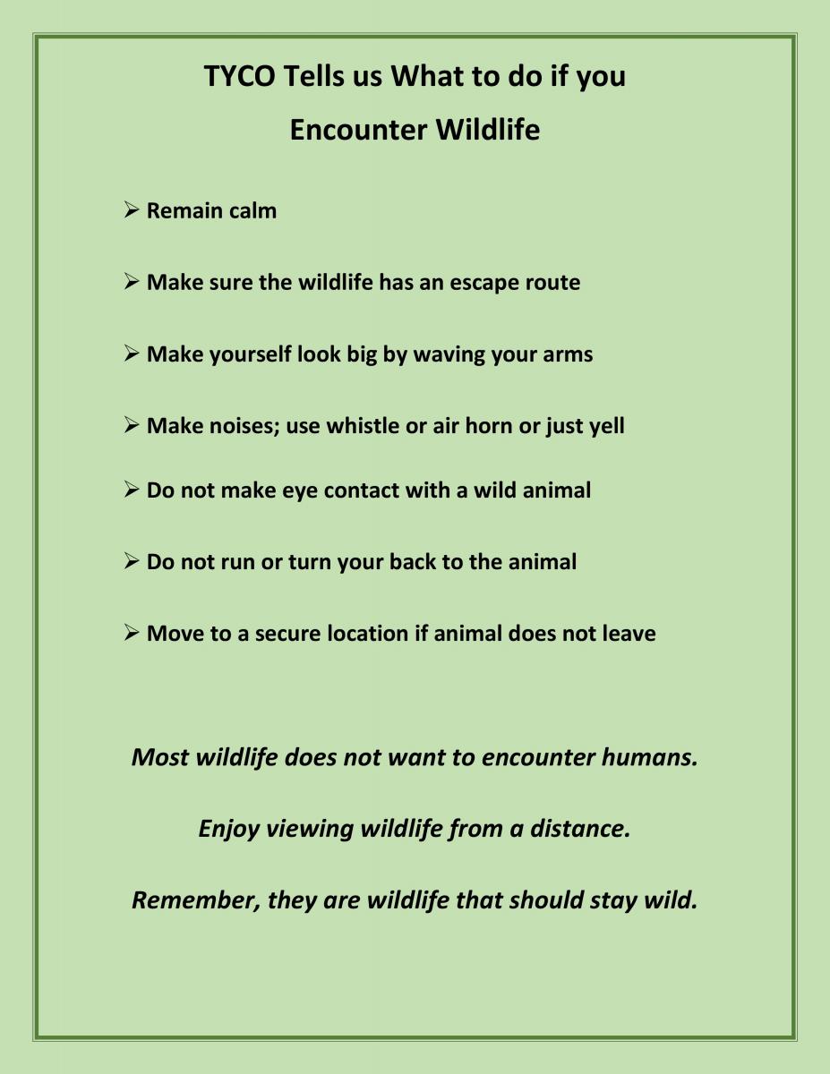 TYCO Wildlife Encounter Tips