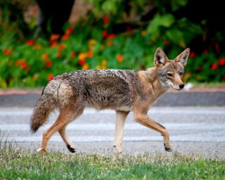 Coyote Photo