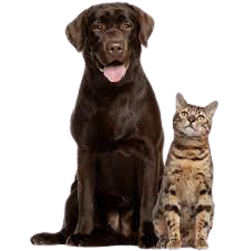 Dog & Cat