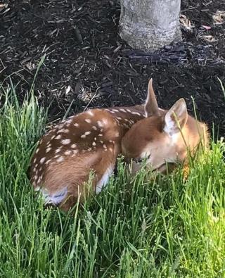 Newborn Fawn