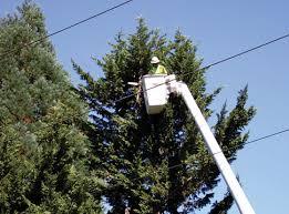Tree worker in bucket