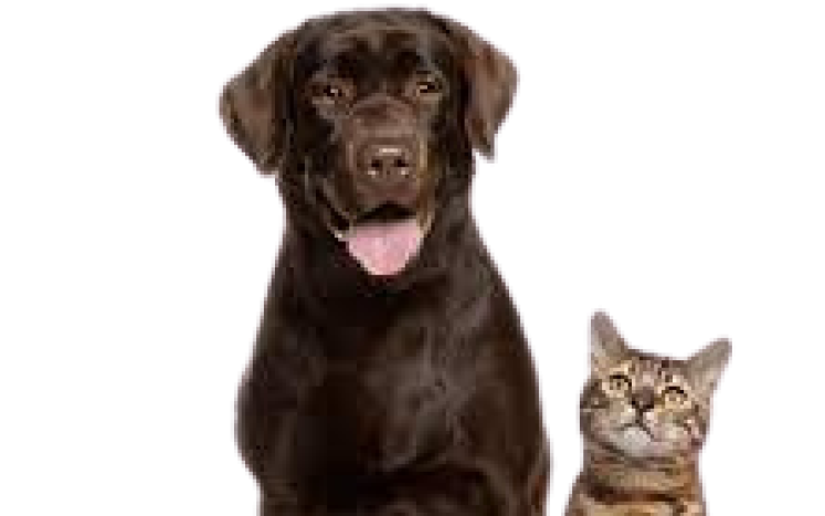 Dog & Cat
