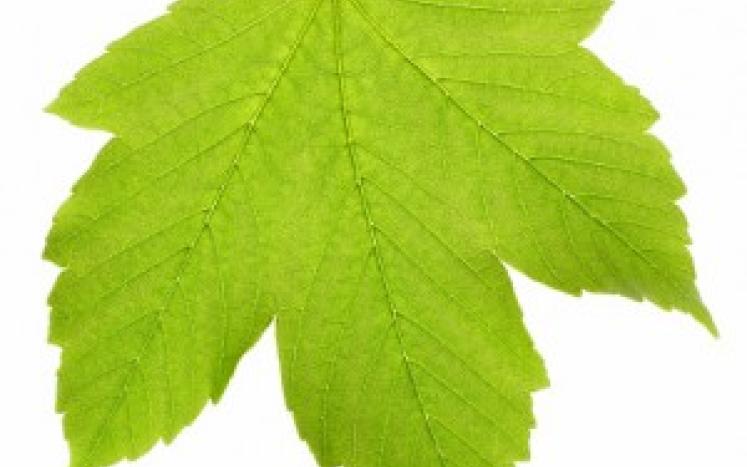 Leaf