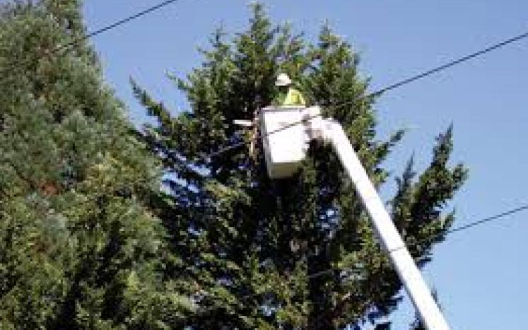 Tree worker in bucket
